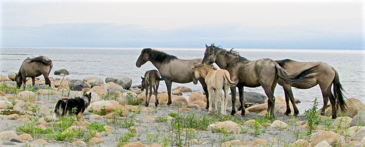 Sorraia Mustang Horses